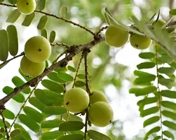 The Entacloo Amla Plant AMLA PLANT LLM-thumb1