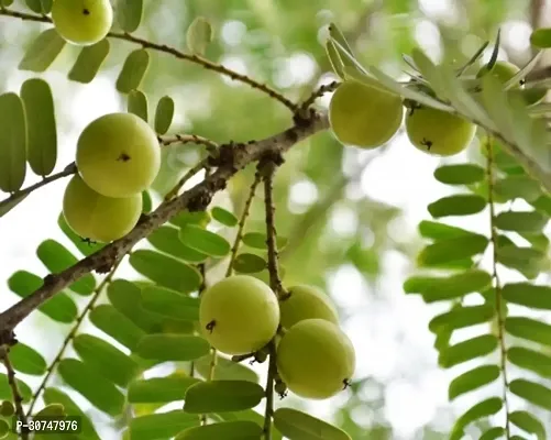 The Entacloo Amla Plant AMLA PLANT LLM-thumb2