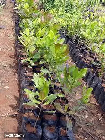 The Entacloo Cashew Plant KAJU PLANT FFE1-thumb0