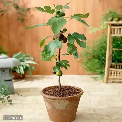 The Entacloo GularCluster Fig Plant Turkish Fig Live Plant Produced by Air Layered Method CF64-thumb0