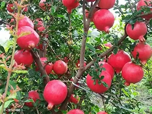 The Entacloo Pomegranate Plant Live Bonsai Dwarf Pomegranate Anar Super Bhagwa variety FruitDalim fruit plant-thumb0