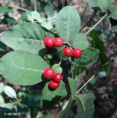 The Entacloo AshwagandhaIndian Ginseng Sarpagandha Plant-thumb0