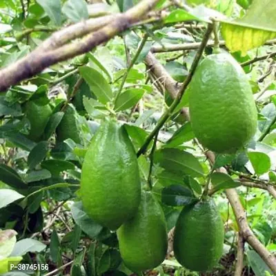 The Entacloo Lemon Plant Gandharaj Aroma king Lemon Fruit (Air layeredGrafted) Live PlantsTree-thumb0