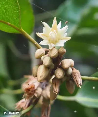 The Entacloo Spanish Cherry Plant Bakul Plant3-thumb0