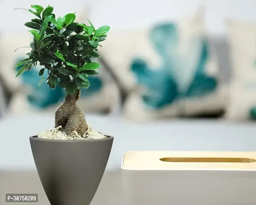 The Entacloo Ficus Plant CF_544632-thumb0