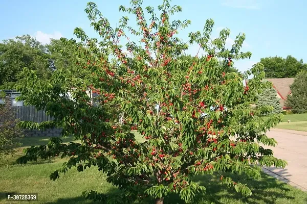 The Entacloo Cherry Fruit Plant cherry plant18-thumb0