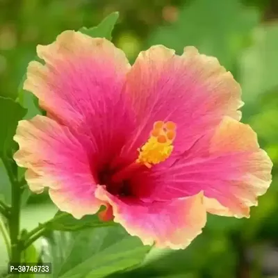 The Entacloo Hibiscus Gudhal Flower Plant Hybrid beautiful Hibiscus Plant-thumb0