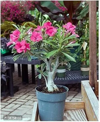 The Entacloo Adenium Plant adenium plant 04-thumb0