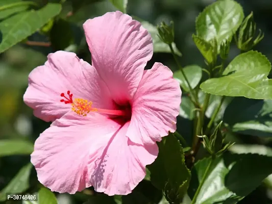 The Entacloo Hibiscus Plant Hibicus Flower Plant(04)-thumb3