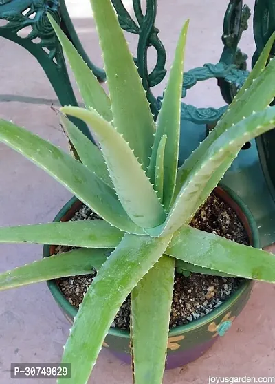 The Entacloo Aloe Vera Plant Aloe vera23-thumb0