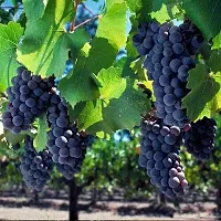 The Entacloo Grapes Plant Black Seedless Grape Plant 1 Healthy Vine Cutting Plant With Black Pot (Set Of 1)-thumb1