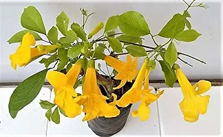 The Entacloo Cats Claw Plant Rare plant Dolichandra unguiscati(Norvel)-thumb1