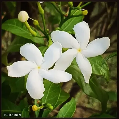 The Entacloo Jasmine Plant Jasmine Crepe Jasmine Chinese Tagor Night Blooming Jasmine Plant Disha-00070111999001-thumb0