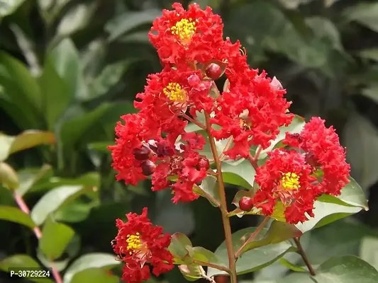 The Entacloo Thunberjia Plant Red Lagerstroemiapurush flowerlagerstroemia speciosapride of India Queen Crape Myrtle flower plant-thumb2