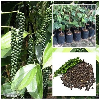 The Entacloo Black Pepper Plant Gardens Thekkan Bunch Black Pepper Spice Plant - 1 Healthy Live Plant With Plastic Bag-thumb0