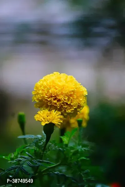 The Entacloo Marigold Plant Marigold Plant-thumb0