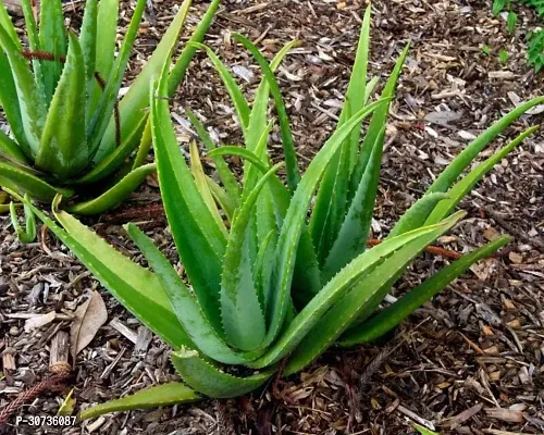 The Entacloo Aloe Vera Plant Alovera Plant-A12-thumb0