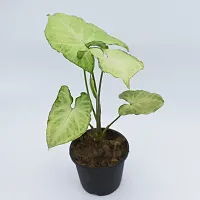 The Entacloo Syngonium Plant Syngonium Green Plant With Black Pot-thumb1