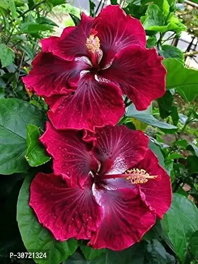 The Entacloo Hibiscus Plant PLT-175-thumb0