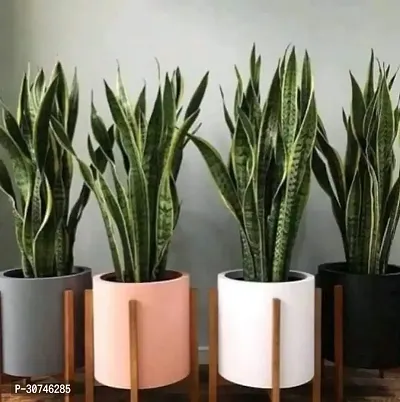 The Entacloo Snake Plant Snake Plant For Home Decorations Best For Natural Air Purification {CF2121-thumb0