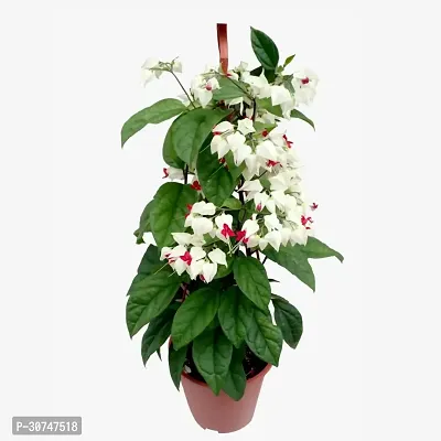 The Entacloo Cleromandrus Plant Bleeding Heart Rare Plant With Pot-thumb0