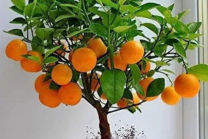 The Entacloo Lemon Plant All Seasons Orange Rare Dwarf Vutaney Orange chatuki komola Live PlantPlant Plant (1 Healthy Live Plant)-thumb2