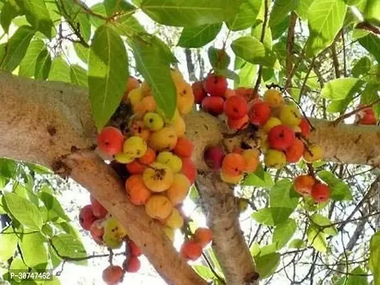 The Entacloo GularCluster Fig Plant GULAR51-thumb0