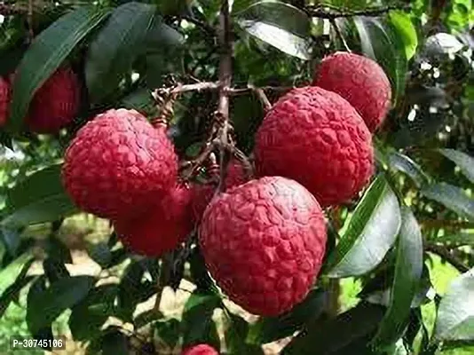 The Entacloo Litchi Plant Dwarf Lychee Litchi Fruit Plant1 Layering Live Plant-thumb3