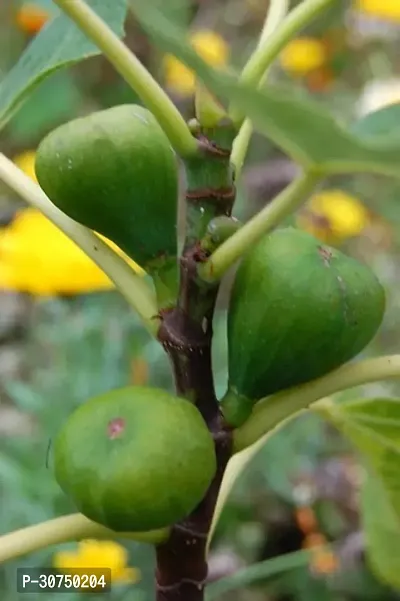 The Entacloo GularCluster Fig Plant Fig Plant A46-thumb0