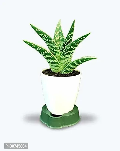 The Entacloo Aloe Vera Plant ryh178-thumb0