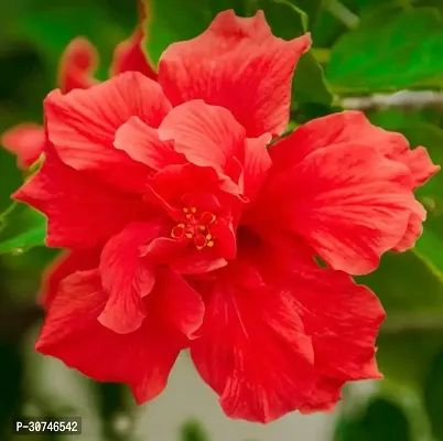 The Entacloo Hibiscus Plant Gifti GardeningRed Double Petal HibiscusHibiscus rosasinensis 1 Rare Exotic Healthy Live Flower Plant-thumb0