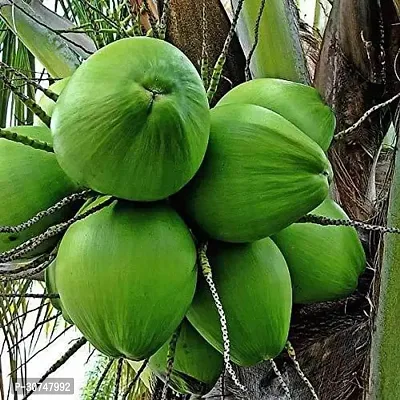 The Entacloo Coconut Plant Nariyal Coconut Tree (Green Grown Through Seeds)Plant-thumb0