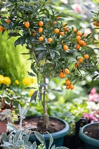 The Entacloo Lemon Plant KUMQUAT TREES Lemon Plant-thumb2