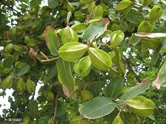 The Entacloo Tamarind Plant arjuna55-thumb0