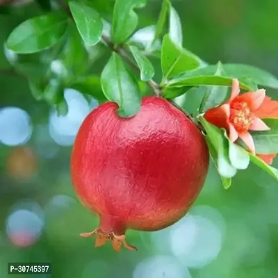 The Entacloo Pomegranate Plant red star flower ANAAR plant-thumb0