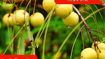 The Entacloo Amla Plant Amla Thai Green Gooseberries Amlaki Fruit Grafted Live PlantsTree(11.5 Ft Size)-thumb2