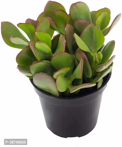 The Entacloo Crasulla Ovata Plant Crassula Plant-thumb2