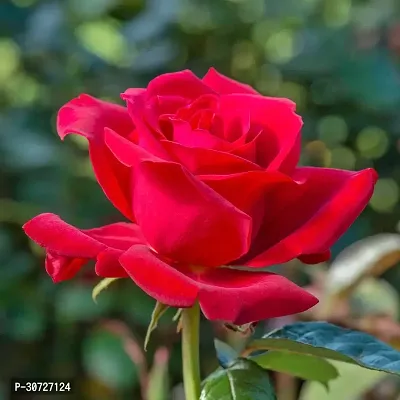 The Entacloo Rose Plant Rose Red All Time Flower Live Plant CFRED2-thumb0