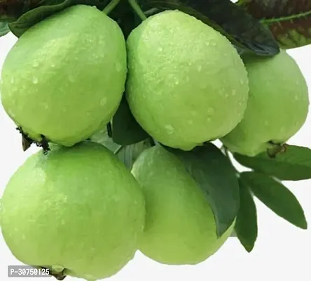 The Entacloo Guava Plant Baruipur Guava Plant-thumb0