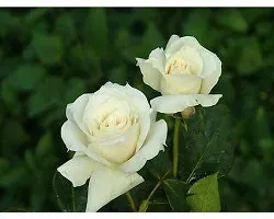 The Entacloo Rose Plant white rose plant-thumb1