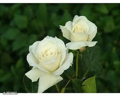 The Entacloo Rose Plant white rose plant-thumb2