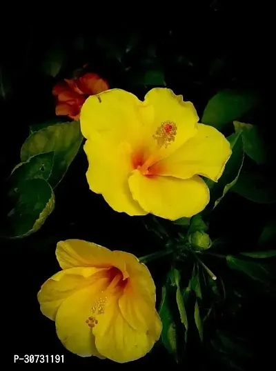 The Entacloo Hibiscus Plant Live Dwarf Hibiscus Flower Plant (Yellow colour ) China Rose Life Plant.-thumb2