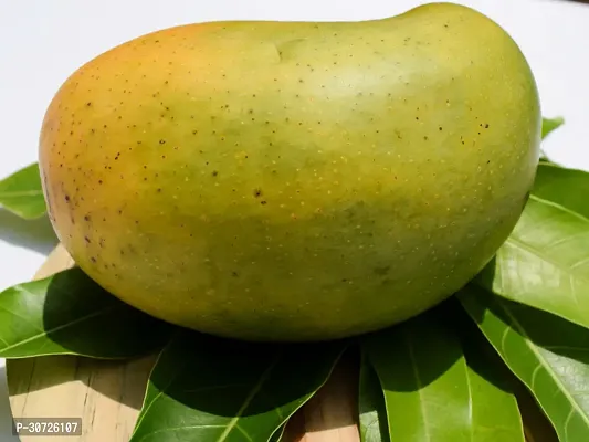 The Entacloo Mango Plant Gir Kesar Mango Plant - Grafted-thumb3