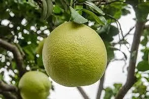 The Entacloo Pomelo Plant POMELO PLANT FFG-thumb1