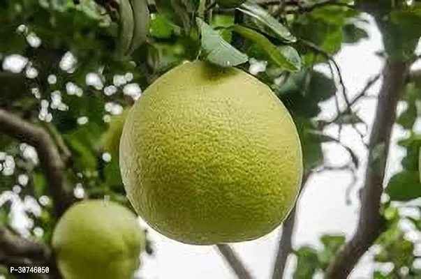 The Entacloo Pomelo Plant POMELO PLANT FFG-thumb2