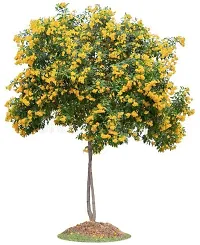 The Entacloo Tecoma Plant TecomaTikomaGori ChoriYellow BellTrumpetbushes Plant Yellow Flower Live PlantV-3-thumb2