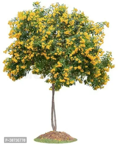 The Entacloo Tecoma Plant TecomaTikomaGori ChoriYellow BellTrumpetbushes Plant Yellow Flower Live PlantV-3-thumb3