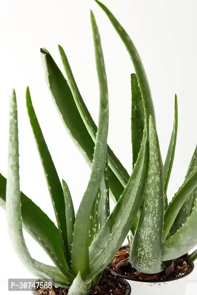 The Entacloo Aloe Vera Plant Aloe vera22-thumb0