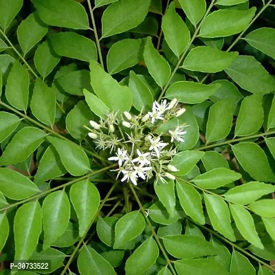 The Entacloo Curry Leaf Plant CURRY LEAF PLANT-thumb0