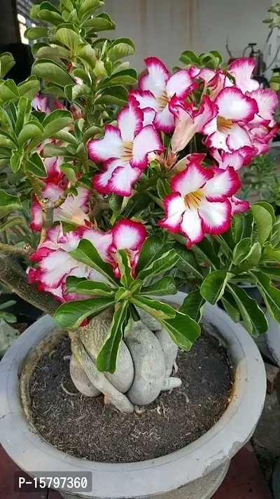 The Entacloo Adenium Plant (LV-349)